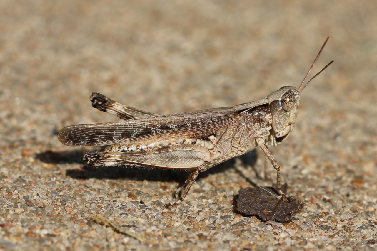 Grasshoppers Of The Choctaw Nation In Southeast Oklahoma Oklahoma State University