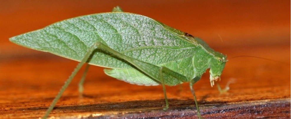 A katydid with thin, hair-like antennae, and a small head with a large green leaf-shaped body walking on wood.