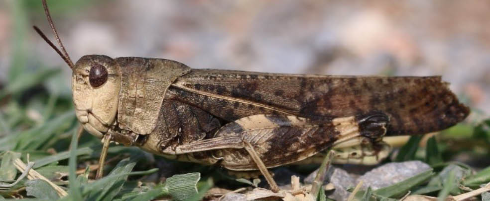 A brown grasshopper with short thick antennae sitting on green grass.
