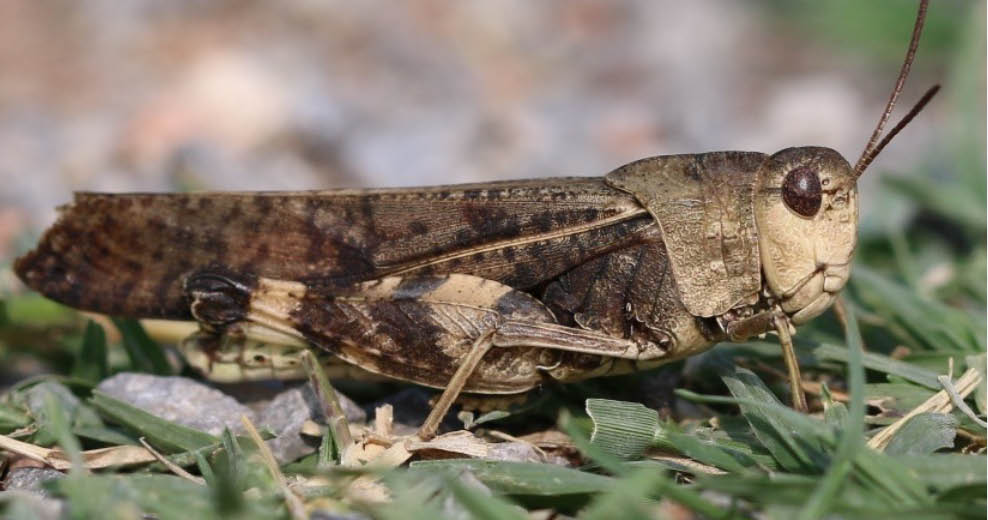 Grasshoppers of the Osage and Pawnee Nations in North-Central Oklahoma ...