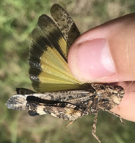 A female plains yellow-winged grasshopper showing the yellow with black tips hindwing pattern.