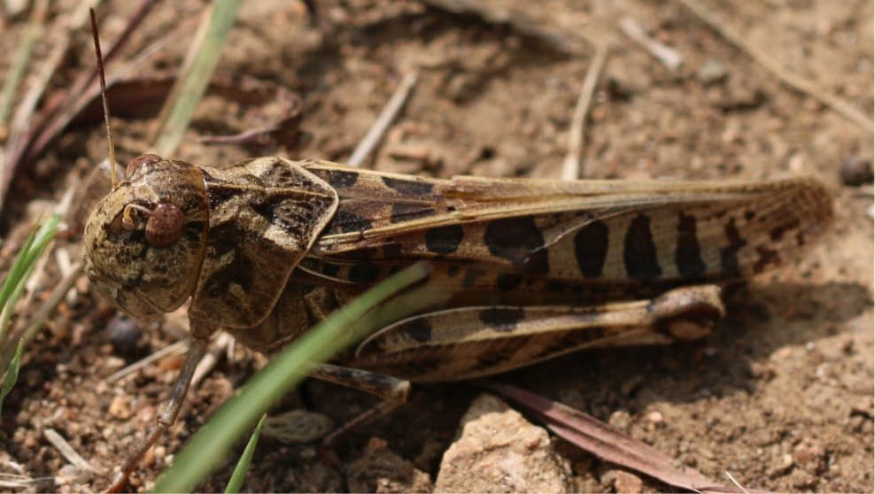 A female Wrinkled Grasshopper that is tan with large black bands across its body.
