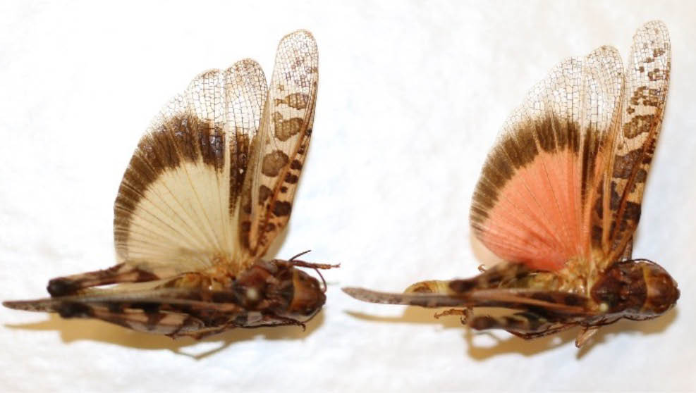 Shows two specimens of wrinkled grasshoppers with their hindwings extended to view the color variants. The first grasshopper has a yellow-colored hindwing. The second grasshopper has a pink-colored hindwing.
