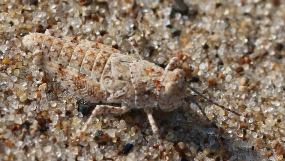 A sand-colored Seaside Grasshopper sitting with the lower part of its body buried in the sand.