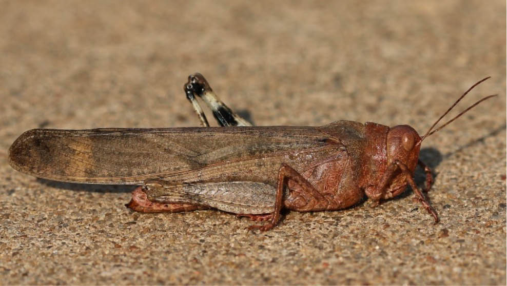 A red-brown female Carolina Grasshopper sitting on the ground.