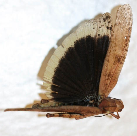 A specimen showing the hindwing pattern on a Carolina grasshopper; dark black with pale yellow tips.