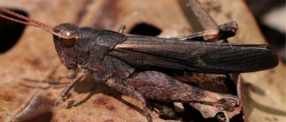 A brown variant of the green-striped grasshopper with a dark brown color covering the entirety of the body.