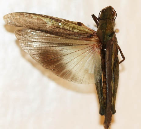 Top view of a green-striped grasshopper specimen with a wing extended to show the translucent hindwing pattern.