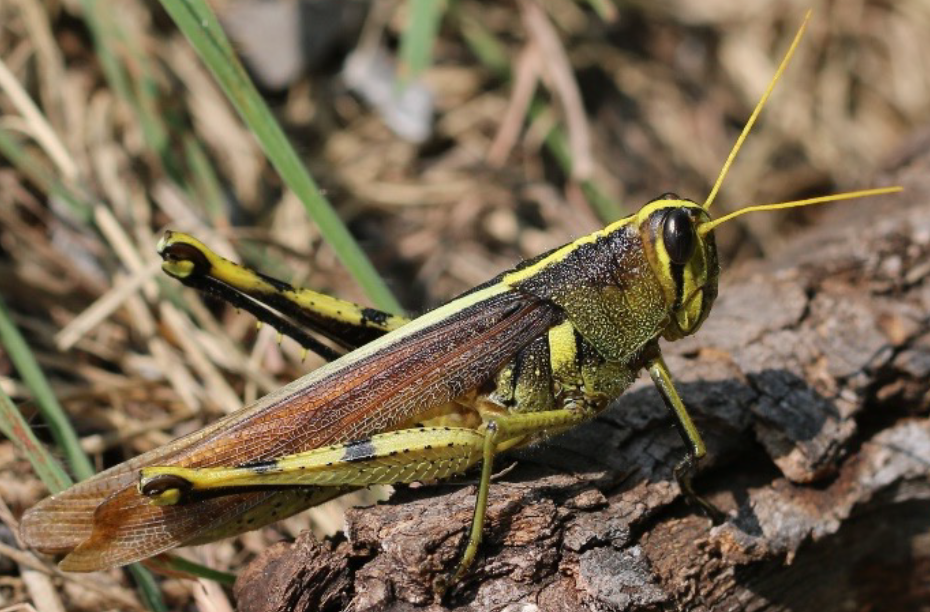 Grasshoppers of the Osage and Pawnee Nations in North-Central Oklahoma ...