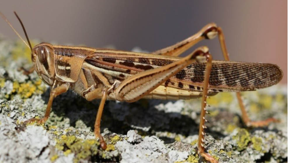 A male American Bird Grasshopper sitting on mossy bark.