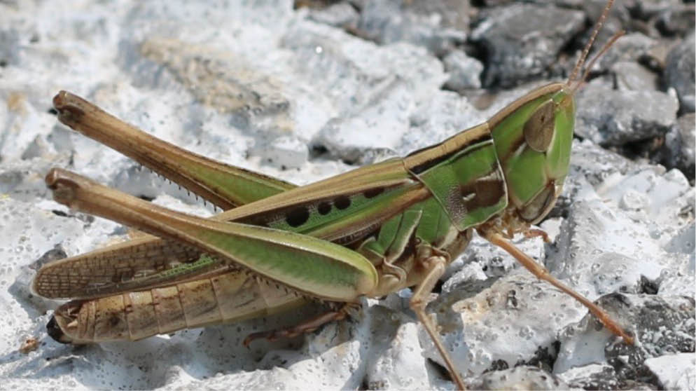 Photograph of a bright green and tan female Admirable Grasshopper sitting on gray rocks.