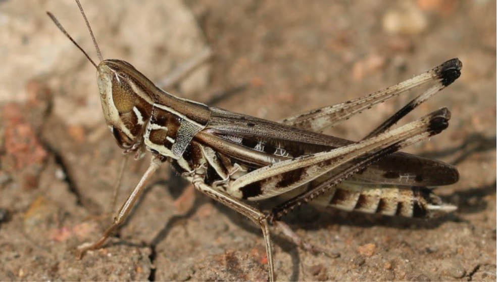 A male Admirable Grasshopper that is tan with brown and black spots is shown sitting on the ground.