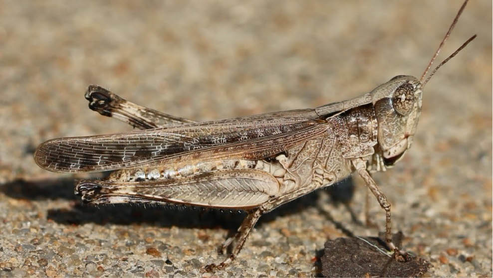 A brown variant of the spotted-winged grasshopper with an even brown color across the body and two dark stripes along the sides of the pronotum.
