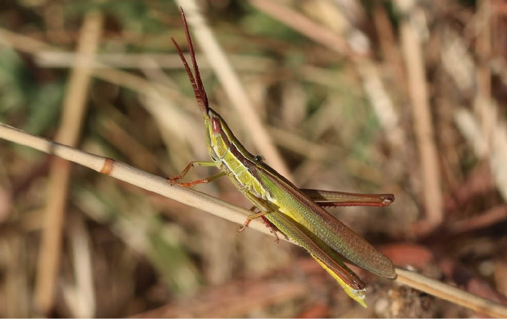 A brown variant of the spotted-winged grasshopper with an even brown color across the body and two dark stripes along the sides of the pronotum.