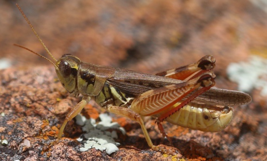of the Osage and Pawnee Nations in NorthCentral Oklahoma