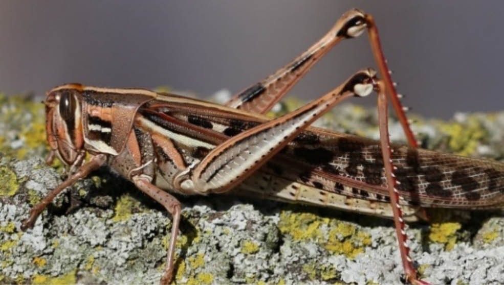 A female American Bird Grasshopper sitting on mossy bark.