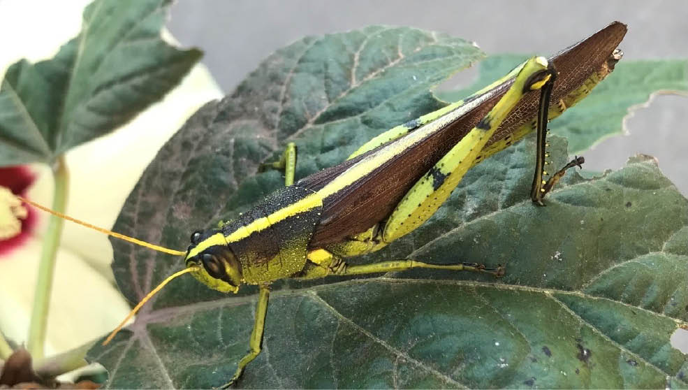 A female obscure bird grasshopper bright yellow-green with brown wings is pictured sitting on a dark green leaf..