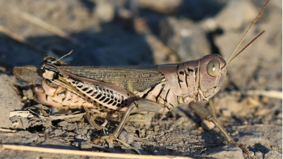 Photograph of a light and tan brown Differential Grasshopper sitting in twigs.