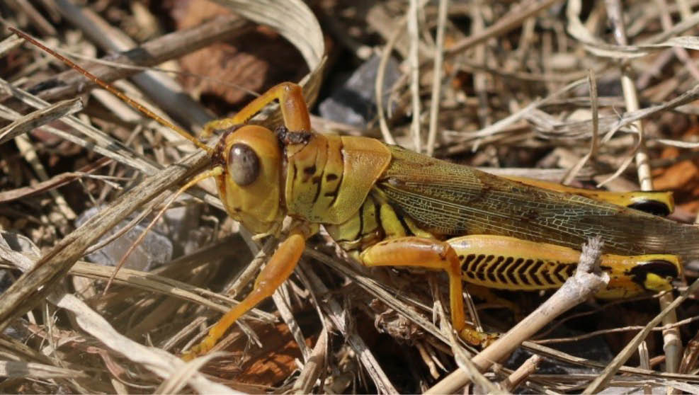 A brown-green colored Differential Grasshopper sitting in twigs.