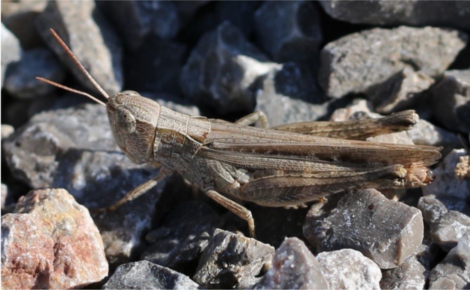 A tan and brown Slant-Faced Grasshopper sitting in gravel.