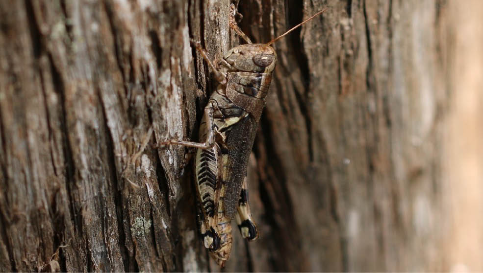 A female Ponderous Spur-Throat Grasshopper sitting on a tree. The grasshopper is almost identical in color to the tree bark.
