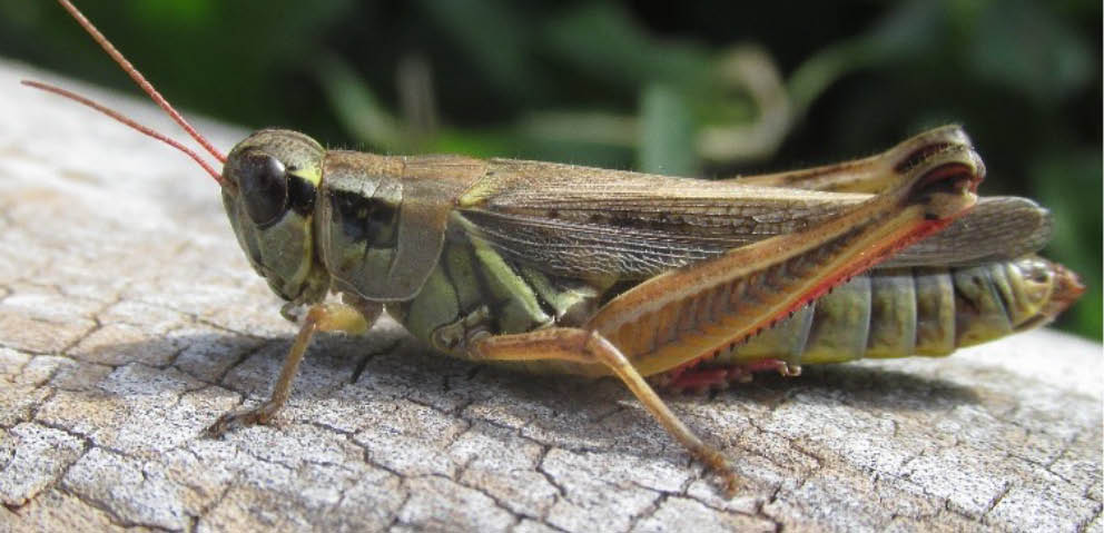A female Red-Legged Grasshopper featuring the characteristic yellow coloration seen on the underside of this species sitting on tree bark.