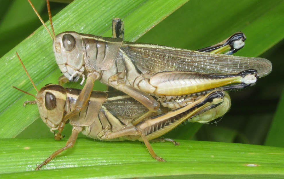 Striped-leg grasshopper - Melanoplus punctulatus 