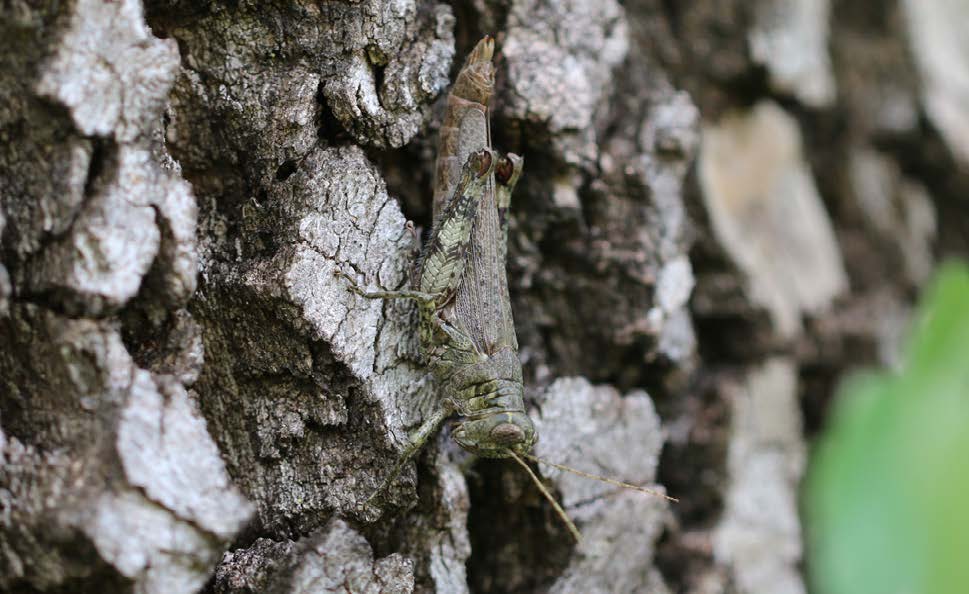 A female grizzled grasshopper blending into a tree trunk.