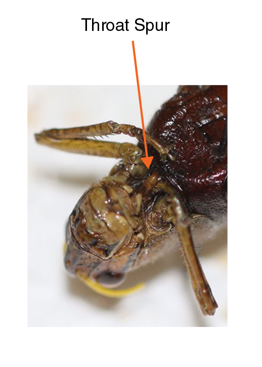 An orange arrow shows the location of the Throat Spur on a grasshopper.