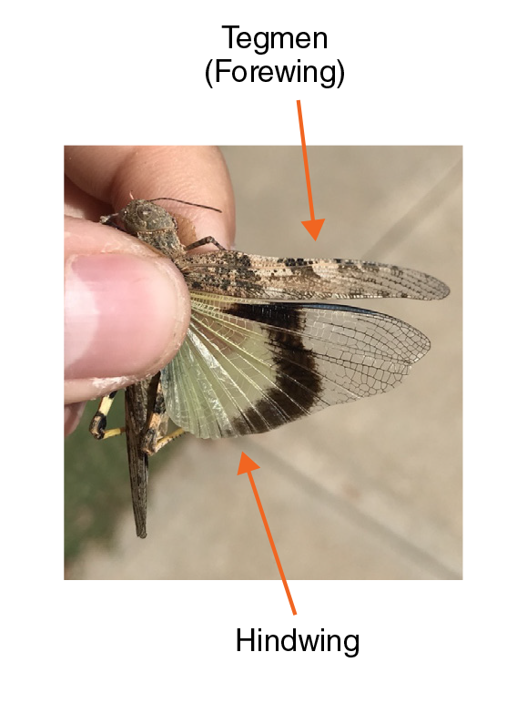 Showing the parts of a grasshopper's wing. Starting at the top toward the head is the tegmen (forewing). Below this is the larger hindwing.