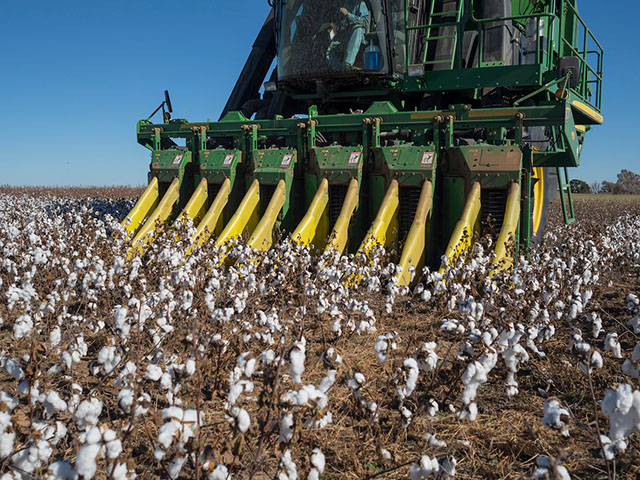 Grazing Failed Cotton | Oklahoma State University