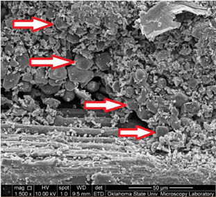 Scanning electron microscope showing distribution of starch particulars in the panels.