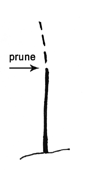 Planting with an arrow pointing to where one should prune.