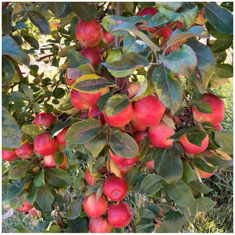 Red apples grow on a tree branch in an orchard during harvest season.
