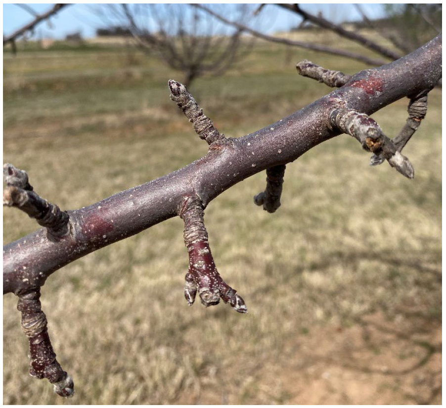 Close-up of apple tree spurs on a branch that may produce fruit instead of new side shoots.