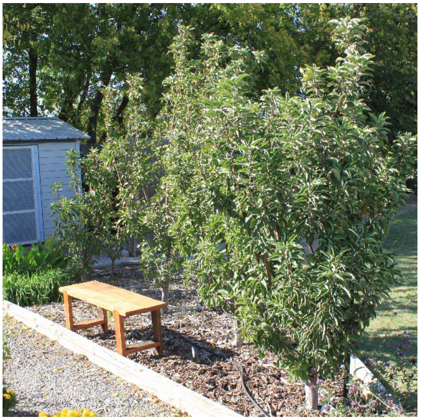 Young columnar apple trees growing in a Cleveland County garden beside a bench and mulched path.