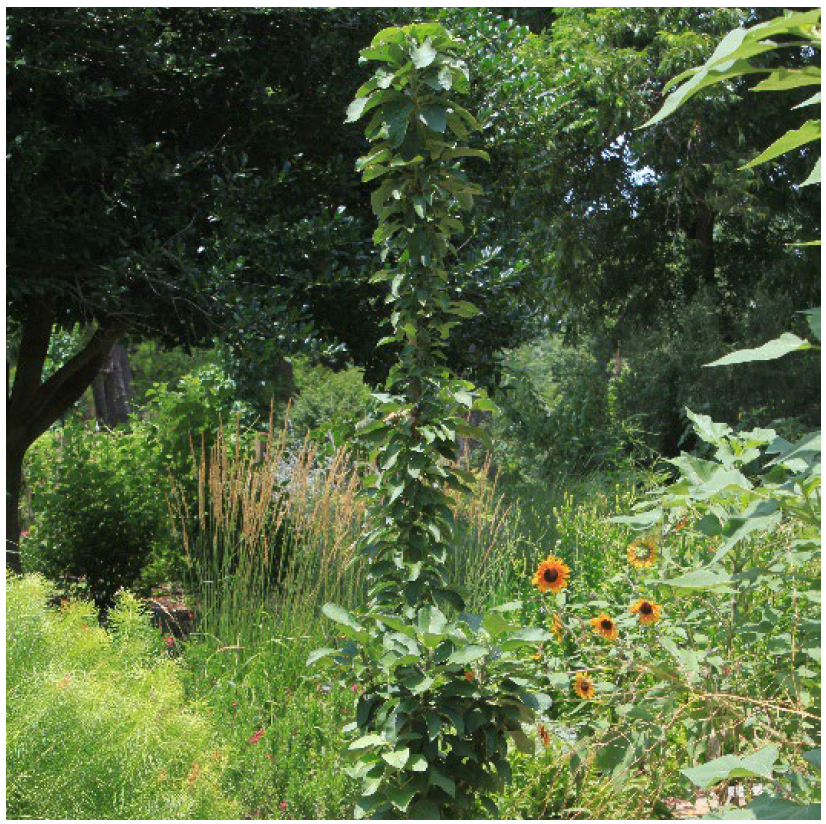 Northpole columnar apple tree with upright growth in a lush summer garden with flowers and tall grass.