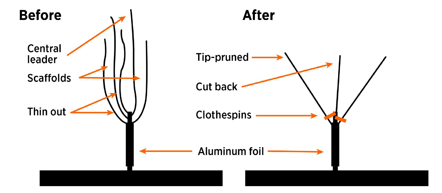 Diagram comparing apple tree pruning before and after the first dormant season, showing central leader cuts, scaffold thinning, tip pruning, clothespin branch training and trunk wrapping.