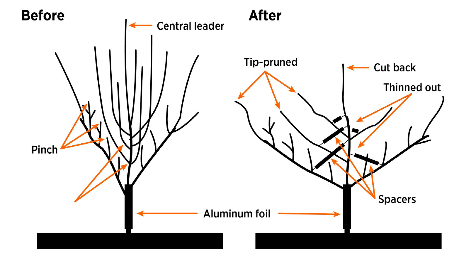 Illustrated apple tree pruning guide comparing before and after dormant-season pruning with central leader training, tip pruning, thinning cuts and limb spacers for wider branching.