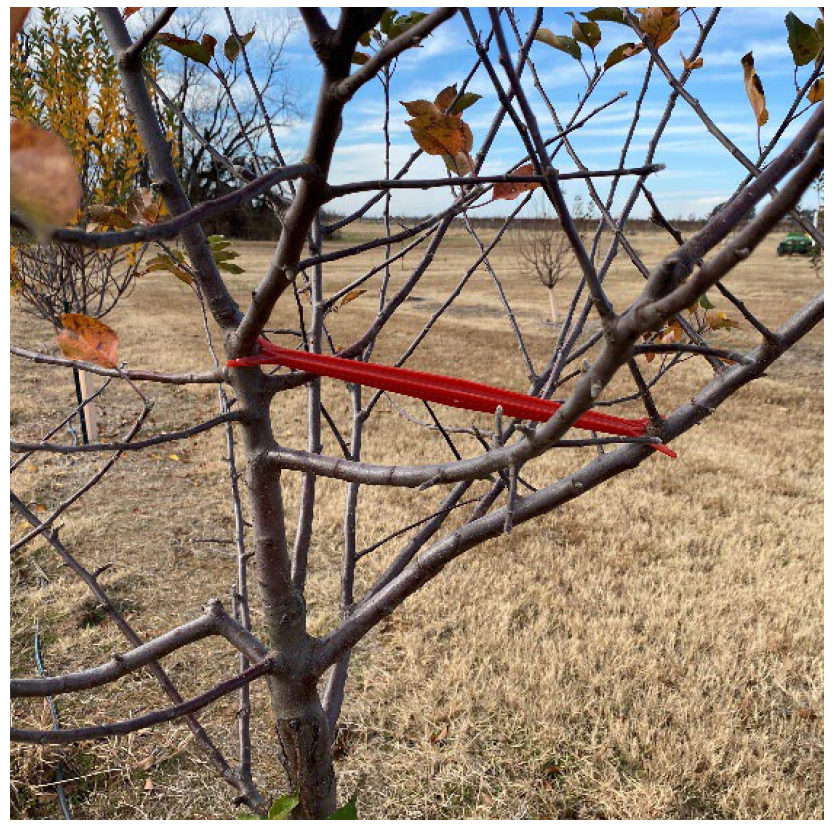 Young apple tree trained with a red limb spreader to widen branch angles and encourage stronger outward growth.
