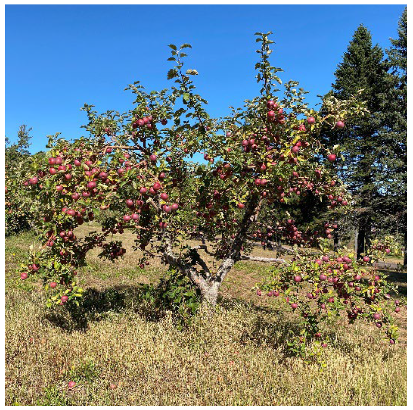 Mature apple tree with wide spreading branches and heavy red apple production in a sunny orchard.