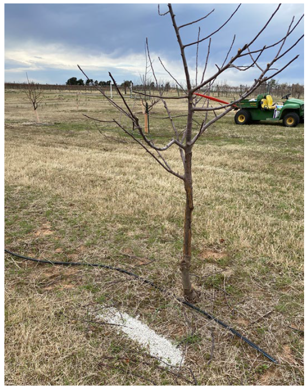 Young apple tree in an orchard with fertilizer band placed 12 to 18 inches from the trunk.