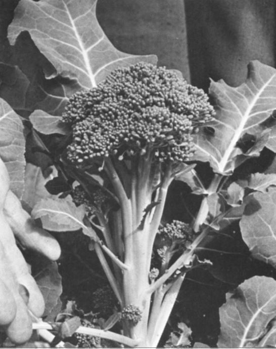 Mature broccoli.