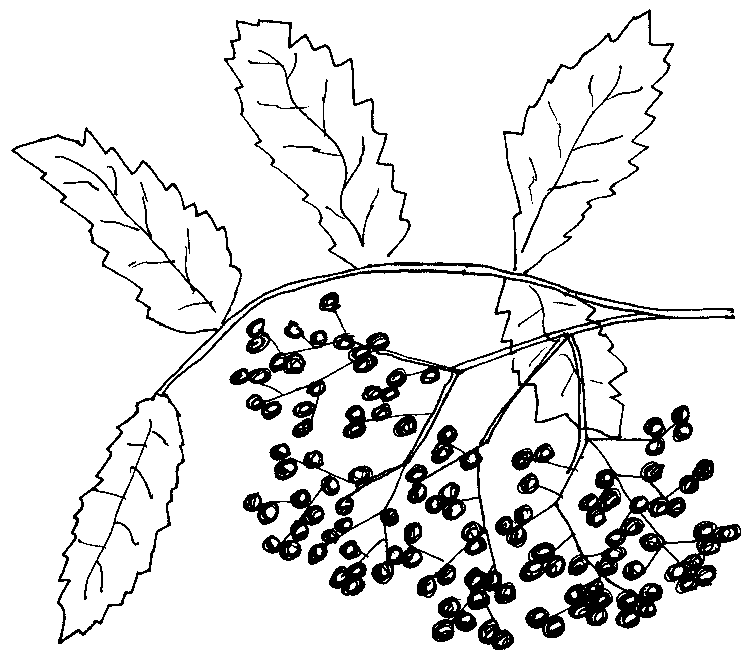 A fruiting elderberry plant.