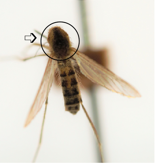 Thorax region of a mosquito. Thorax region of a mosquito.
