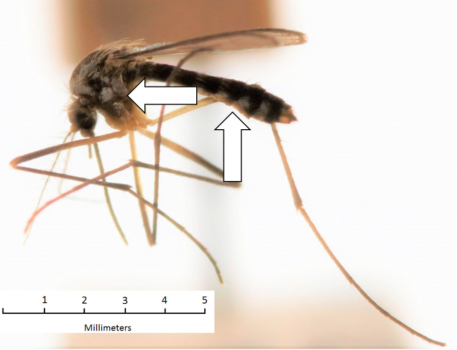 Triseriatus triseriatus