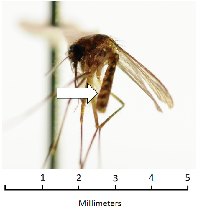 Culex nigripalpus Culex nigripalpus
