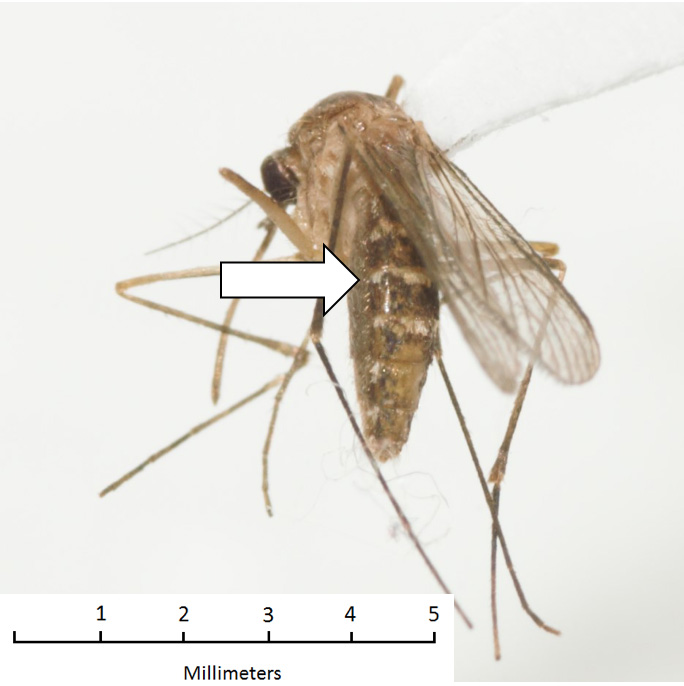 Culex pipiens Culex pipiens