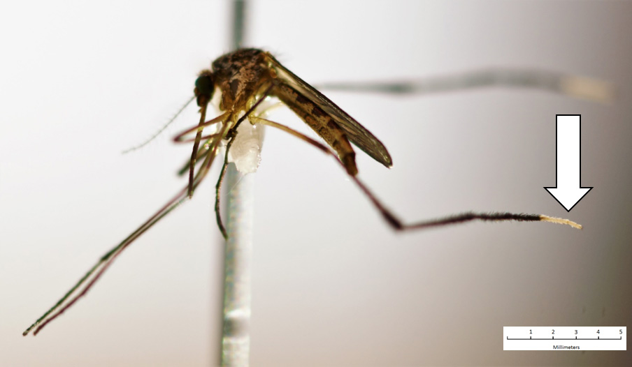 Psorophora Columbiae Psorophora Columbiae