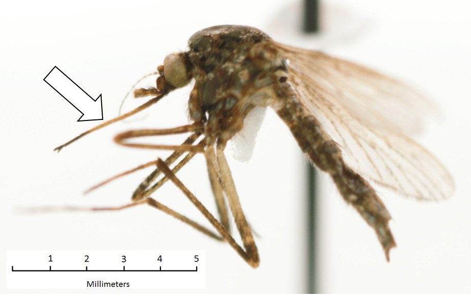 Psorophora ferox Psorophora ferox